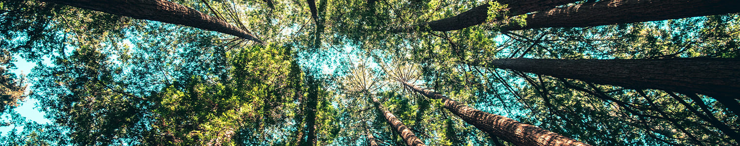 slider_blog_sergreen_beneficios_ambientales